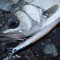...die Tide Minnow bei der Arbeit