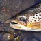Sea Trout_