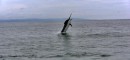 Die Luft duftet nach Marlin!