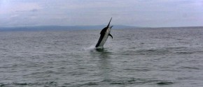 Die Luft duftet nach Marlin!
