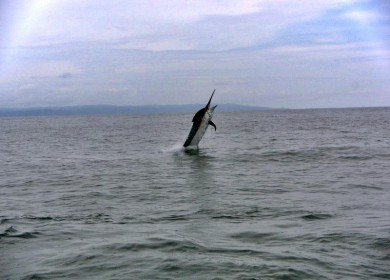 Die Luft duftet nach Marlin!