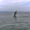 Die Luft duftet nach Marlin!
