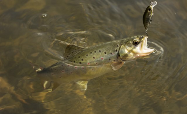 Bachforellenangeln im Fluss