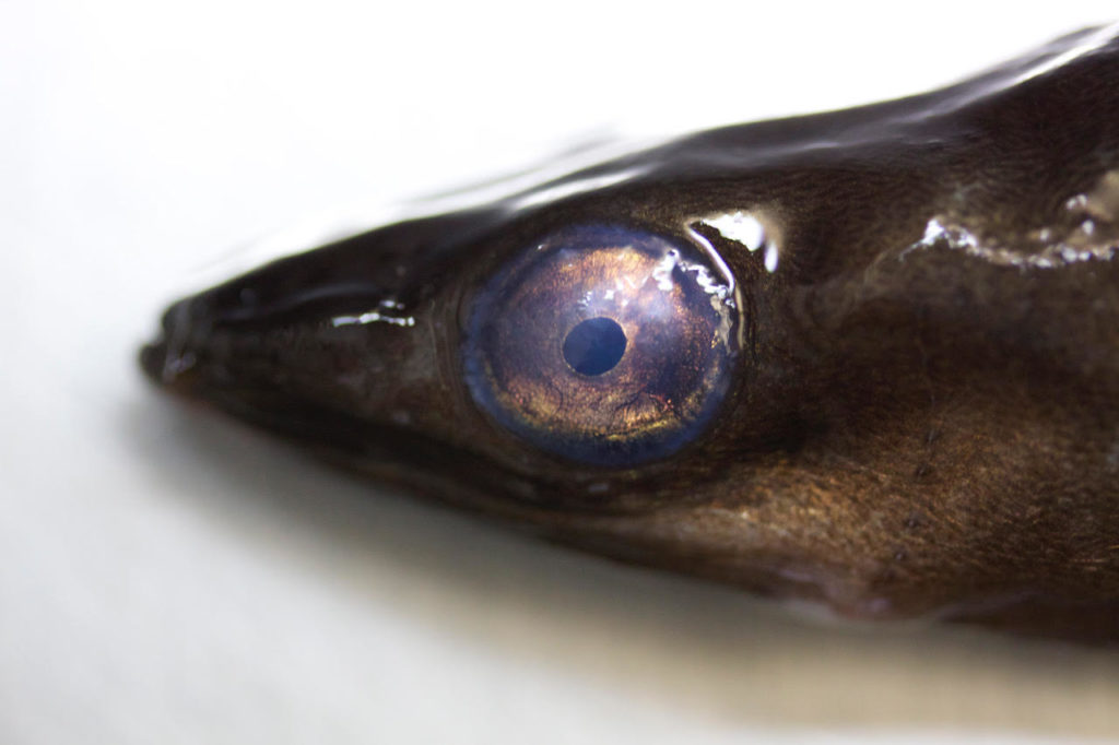 Die Augen von Aalen vergrößern sich mit Zunahme der sexuellen Reifung stark. So bereiten sich die Fische vermutlich auf die Wanderung im offenen Ozean vor